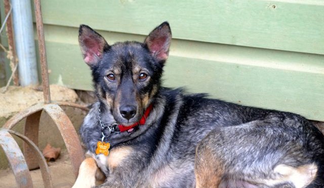 Nena relaxing profile size