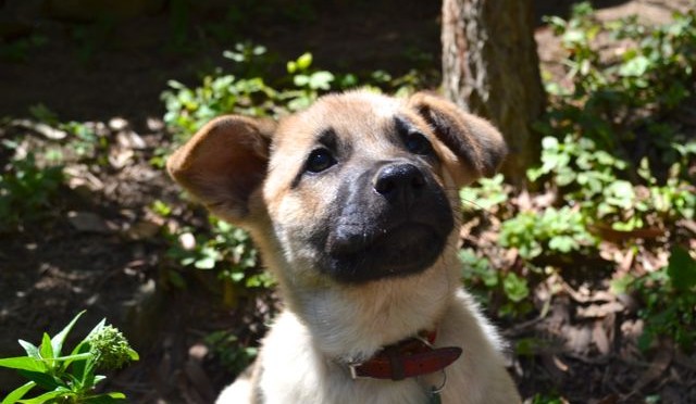 Cody at almost 3 months