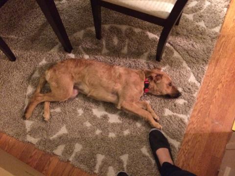 Where Should Sleeping Dogs Lie?