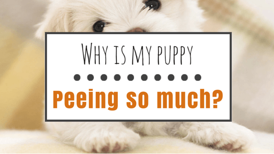 Housetraining Your Puppy