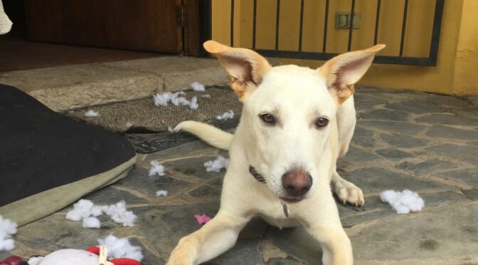 Ollie Profile Photo2